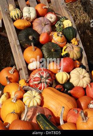 Une collection de citrouilles et courges, Cucurbita pepo, Cucurbitaceae. Aka Courgettes, courges d'hiver. Banque D'Images