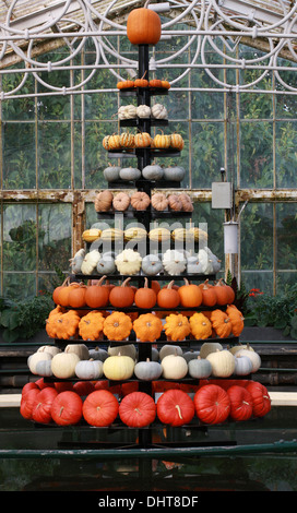 Une collection de citrouilles et courges, Cucurbita pepo, Cucurbitaceae. Aka Courgettes, courges d'hiver. Kew Gardens. Banque D'Images