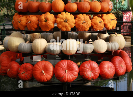 Une collection de citrouilles et courges, Cucurbita pepo, Cucurbitaceae. Aka Courgettes, courges d'hiver. Kew Gardens. Banque D'Images