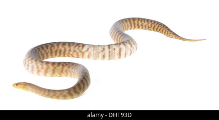 Bro python sur fond blanc. Banque D'Images