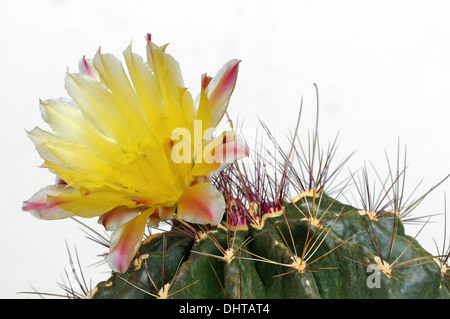 Fleur jaune d'Echinopsis Banque D'Images