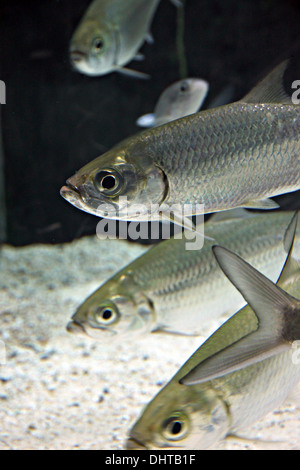 La photo se concentrer dans l'Atlantique tarpon Poissons d'Aquarium. Banque D'Images