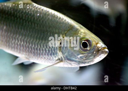 La photo se concentrer dans l'Atlantique tarpon Poissons d'Aquarium. Banque D'Images