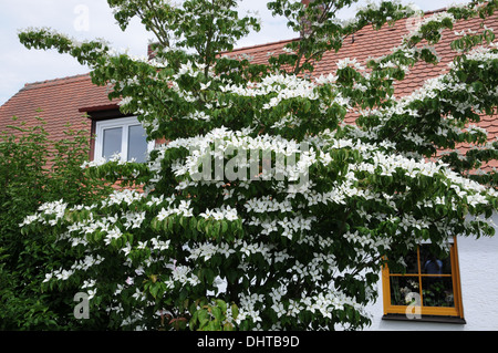 Japanese flowering dogwood Banque D'Images