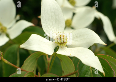 Japanese flowering dogwood Banque D'Images