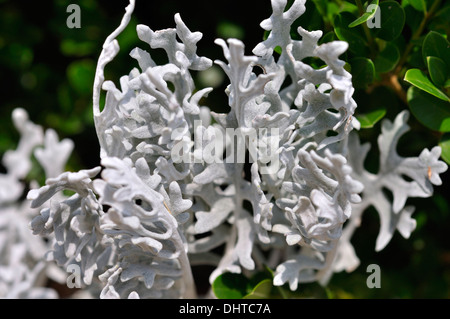 Dusty Miller aka Silver Ragwort - Jacobaea maritima Banque D'Images