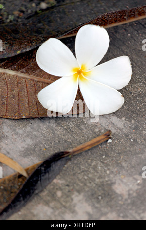 Fleurs de frangipanier sont blanc jaunâtre se détacher sur le sol. Banque D'Images