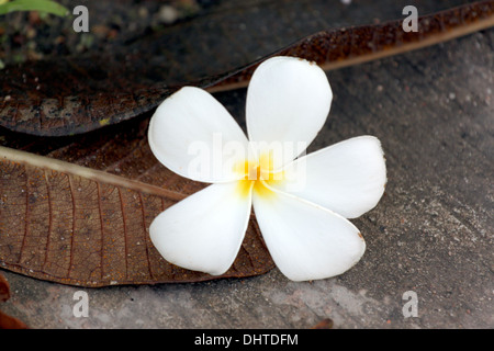 Fleurs de frangipanier sont blanc jaunâtre se détacher sur le sol. Banque D'Images