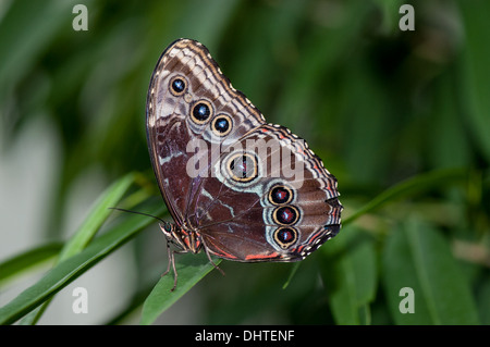 Un joli papillon bleu morpho assis sur un brin d'herbe Banque D'Images