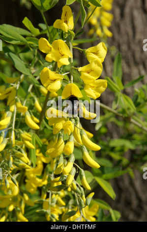 Chaîne d’or Banque D'Images