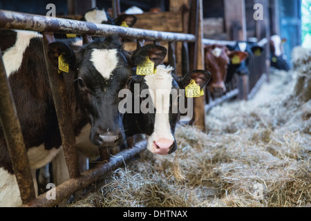 Pays-bas, Axat, polder de Beemster, UNESCO World Heritage Site. Veaux vache dans stable Banque D'Images