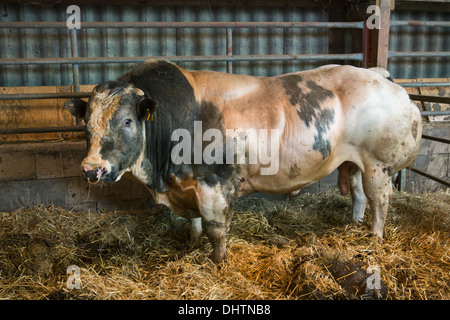 Pays-bas, Axat, polder de Beemster, UNESCO World Heritage Site. Bull reproduction stable en Banque D'Images