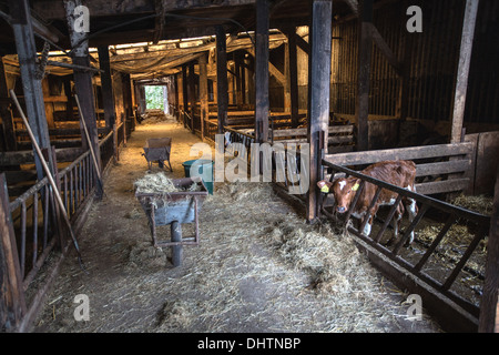 Pays-bas, Axat, polder de Beemster, UNESCO World Heritage Site. Veaux vache dans stable Banque D'Images