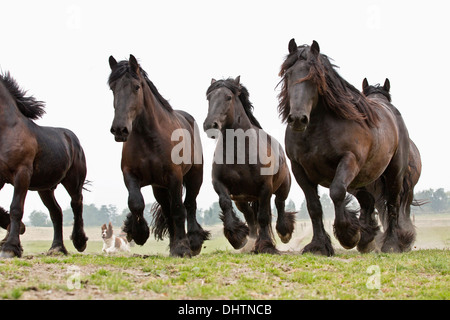 Pays-bas, Axat, polder de Beemster, UNESCO World Heritage Site. Ou 225 chevaux de trait belge Banque D'Images