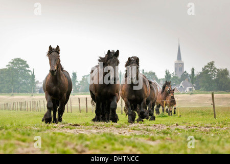 Pays-bas, Axat, polder de Beemster, UNESCO World Heritage Site. Ou 225 chevaux de trait belge Banque D'Images