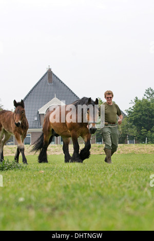 Pays-bas, Axat, polder de Beemster, UNESCO World Heritage Site. Farmer et Belge ou 225 chevaux de trait Banque D'Images