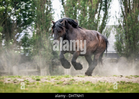 Pays-bas, Axat, polder de Beemster, UNESCO World Heritage Site. Ou 225 chevaux de trait belge se dresse. Banque D'Images