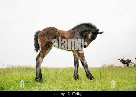 Pays-bas, Axat, polder de Beemster, UNESCO World Heritage Site. Ou 225 chevaux de trait belge. Poulain Banque D'Images