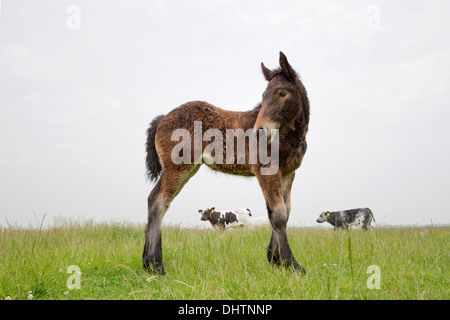 Pays-bas, Axat, polder de Beemster, UNESCO World Heritage Site. Ou 225 chevaux de trait belge. Poulain Banque D'Images