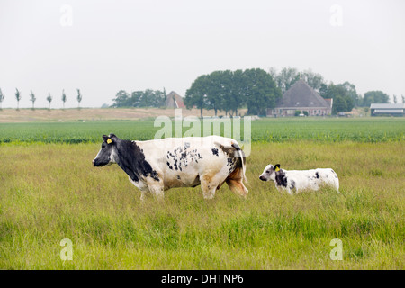 Pays-bas, Axat, polder de Beemster, UNESCO World Heritage Site. La vache, veau et mère Banque D'Images