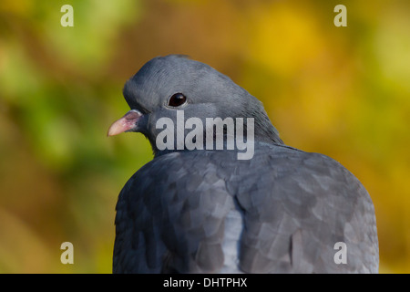 Pigeon colombin (Columba oenas) Banque D'Images