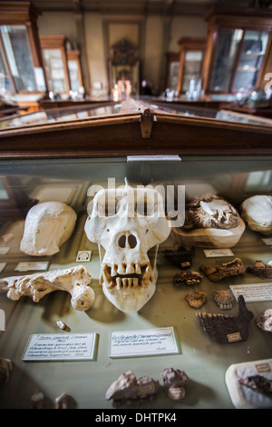 Pays-bas, Haarlem, Musée Teyler, sur la liste indicative de liste du patrimoine mondial de l'UNESCO, patrimoine préhistorique Banque D'Images