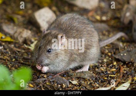 Hot Rat surmulot (Rattus norvegicus) se nourrissant sur le grain renversé Banque D'Images