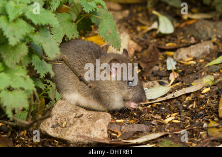 Nouvel adepte Rat surmulot (Rattus norvegicus) se nourrissant sur le grain renversé Banque D'Images