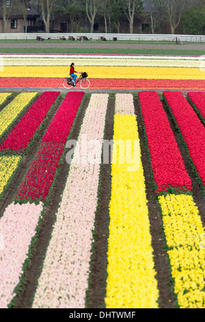 Krabbendam, Pays-Bas. Champs de tulipes en fleurs. Femme, cyclist Banque D'Images