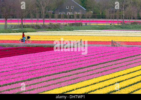Krabbendam, Pays-Bas. Champs de tulipes en fleurs. Femme, cyclist Banque D'Images