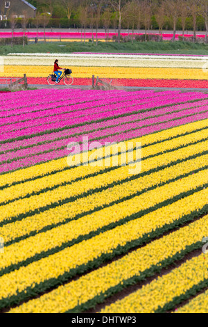 Krabbendam, Pays-Bas. Champs de tulipes en fleurs. Femme, cyclist Banque D'Images