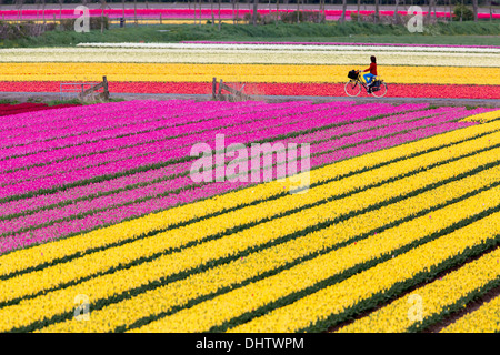 Krabbendam, Pays-Bas. Champs de tulipes en fleurs. Femme, cyclist Banque D'Images