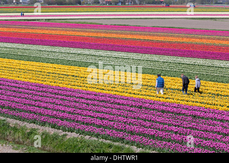 Krabbendam, Pays-Bas. Champs de tulipes en fleurs. Les agriculteurs de l'inspection il fleurs, virus check Banque D'Images