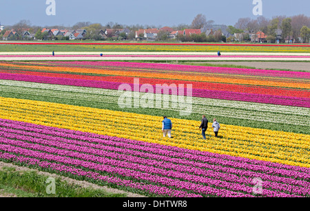 Krabbendam, Pays-Bas. Champs de tulipes en fleurs. Les agriculteurs de l'inspection il fleurs, virus check Banque D'Images