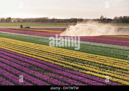 Krabbendam, Pays-Bas. Champs de tulipes en fleurs. Réseau sprinkleur Banque D'Images