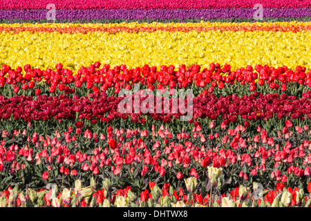 Pays-bas, Sint Maartensbrug, champs de tulipes en fleurs Banque D'Images