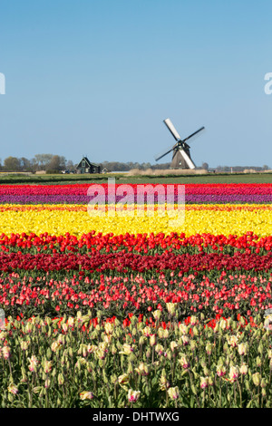 Pays-bas, Sint Maartensbrug, champs de tulipes en fleurs. Moulin). Location Banque D'Images