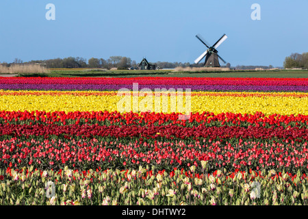 Pays-bas, Sint Maartensbrug, champs de tulipes en fleurs. Moulin). Location Banque D'Images