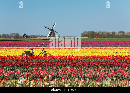 Pays-bas, Sint Maartensbrug, champs de tulipes en fleurs. Moulin). Location Banque D'Images