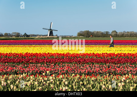 Pays-bas, Sint Maartensbrug, champs de tulipes en fleurs. Moulin). Agriculteur inspecte les fleurs, le virus vérifie Banque D'Images