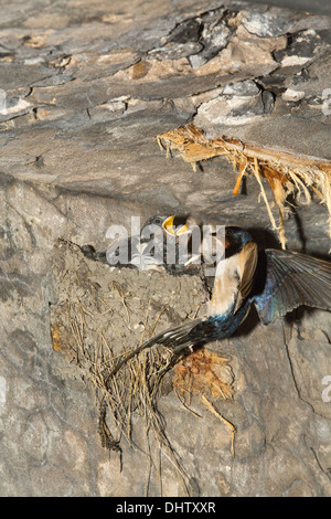 Pays-bas, Muiden, fort de l'île, dans la région de PAMPUS IJmeer, appartenant à la ligne de défense d'Amsterdam, l'alimentation de la mère Hirondelle des poussins. Banque D'Images