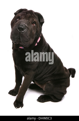 Shar Pei chien adulte seul assis dans un studio Banque D'Images