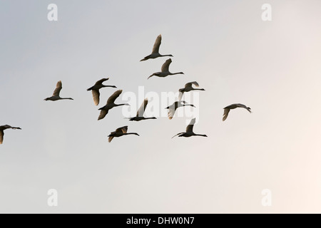 Pays-bas, Loosdrecht, Troupeau de cygnes tuberculés flying Banque D'Images