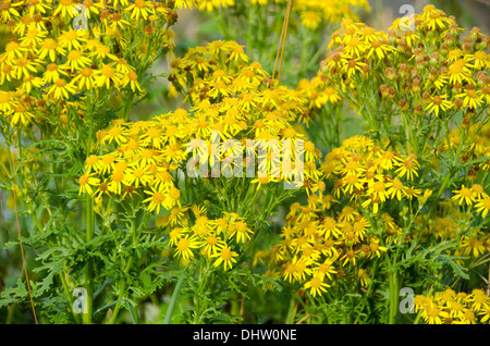 Fleurs jaunes de jacobaea vulgaris, séneçon jacobée ou benweed Banque D'Images