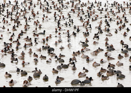 Pays-bas, Marken, différents canards dans le trou dans la glace du lac appelé Gouwzee, partie de l'IJsselmeer. L'hiver. Les patineurs de l'arrière-plan Banque D'Images