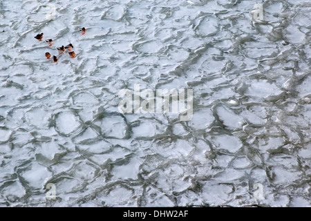 Pays-bas, Marken, le lac IJsselmeer. L'hiver. Vue du phare appelé Het Paard. Des canards les glaces dérivantes. Vue aérienne Banque D'Images