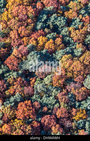 Pays-bas, Loosdrecht, arbres. Couleurs d'automne. Aerial Banque D'Images