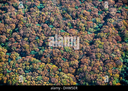 Pays-bas, Loosdrecht, arbres. Couleurs d'automne. Aerial Banque D'Images