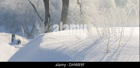 Vue d'herbe couverte de givre et d'un rétro-éclairage par la lumière du soleil levant contre le fond brumeux Banque D'Images