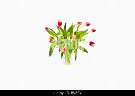 Pays-bas, 's-Graveland, Vase avec des tulipes dans la neige Banque D'Images
